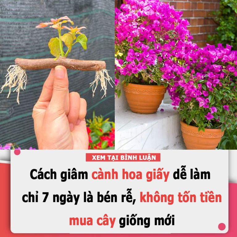 Cách giâm cành hoa giấy dễ làm, chỉ 7 ngày là bén rễ, không tốn tiền mua cây giống mới