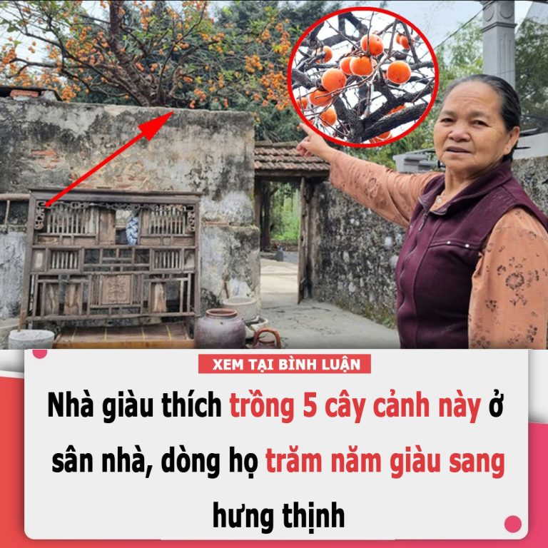 Nhà giàu thích trồng 5 cây cảnh này ở sân nhà, dòng họ trăm năm giàu sang, hưng thịnh