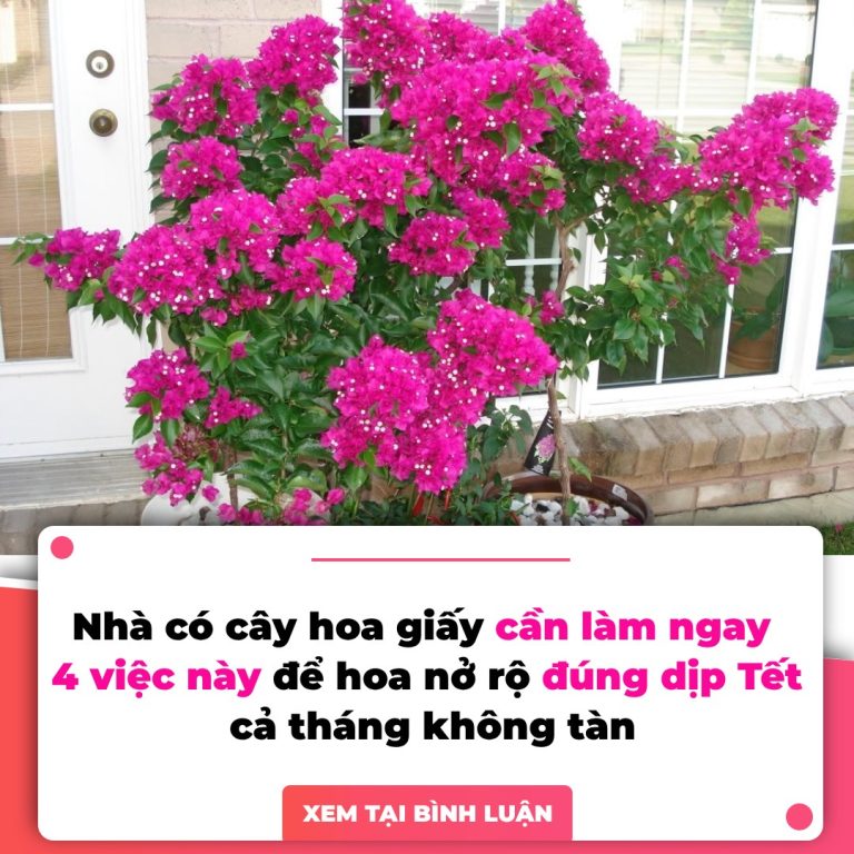 Hoa giấy rất ưa loại gia vị này: Hòa vài thìa vào nước rồi tưới cây, hoa tuôn rực rỡ đẹp quanh năm