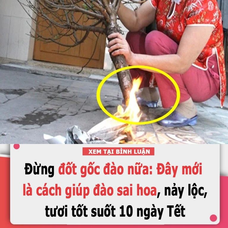 Đừng đốt gốc đào nữa: Đây mới là cách giúp đào sai hoa, nảy lộc, tươi tốt suốt 10 ngày Tết