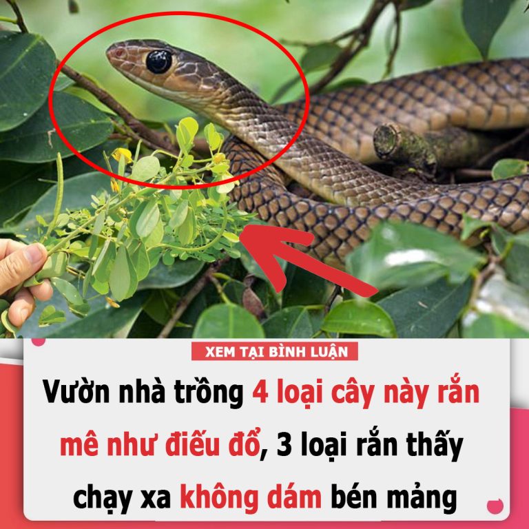 Vườn nhà trồng 4 loại cây này rắn mê như điếu đổ, 3 loại rắn thấy chạy xa không dám bén mảng