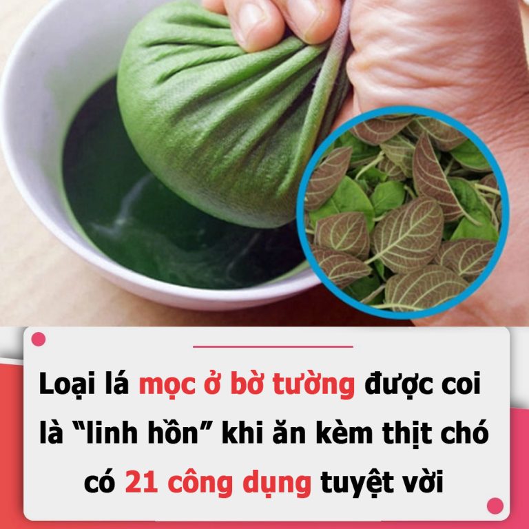 Loại lá mọc ở bờ tường, bờ bụi được coi là “linh hồn” khi ăn kèm thịt chó, có 21 công dụng tuyệt vời