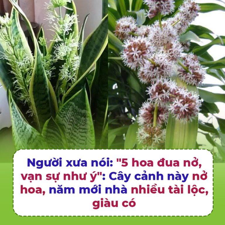 Người xưa nói: “5 hoa đua nở, vạn sự như ý”: Cây cảnh này nở hoa, năm mới nhà nhiều tài lộc, giàu có