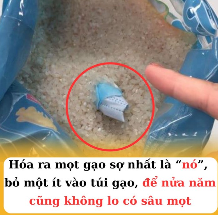 Hóa ra mọt gạo sợ nhất là “nó”, bỏ một ít vào túi gạo, để nửa năm cũng không lo có sâu mọt