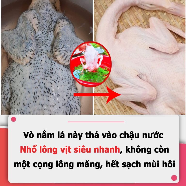 Vò nắm lá này thả vào chậu nước: Nhổ lông vịt siêu nhanh, không còn một cọng lông măng, hết sạch mùi hôi