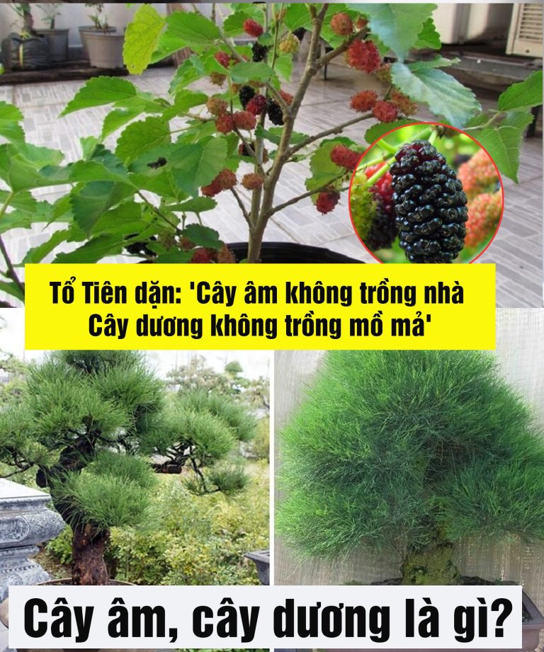 Tổ Tiên dặn: ‘Cây âm không trồng nhà, cây dương không trồng mồ mả’, cây âm, cây dương là gì?