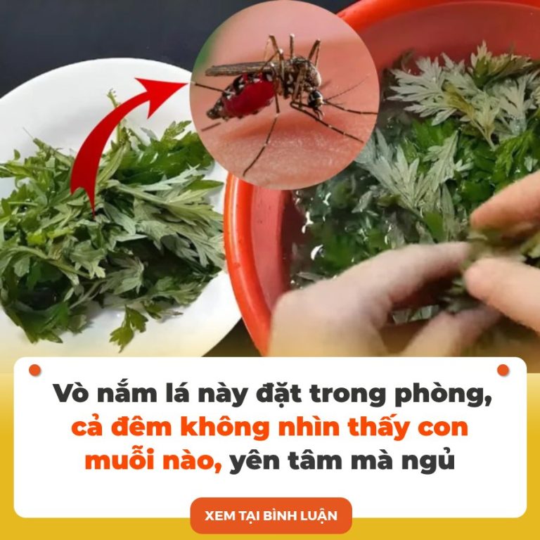 Vò nắm lá này đặt trong phòng, cả đêm không nhìn thấy con muỗi nào, yên tâm mà ngủ