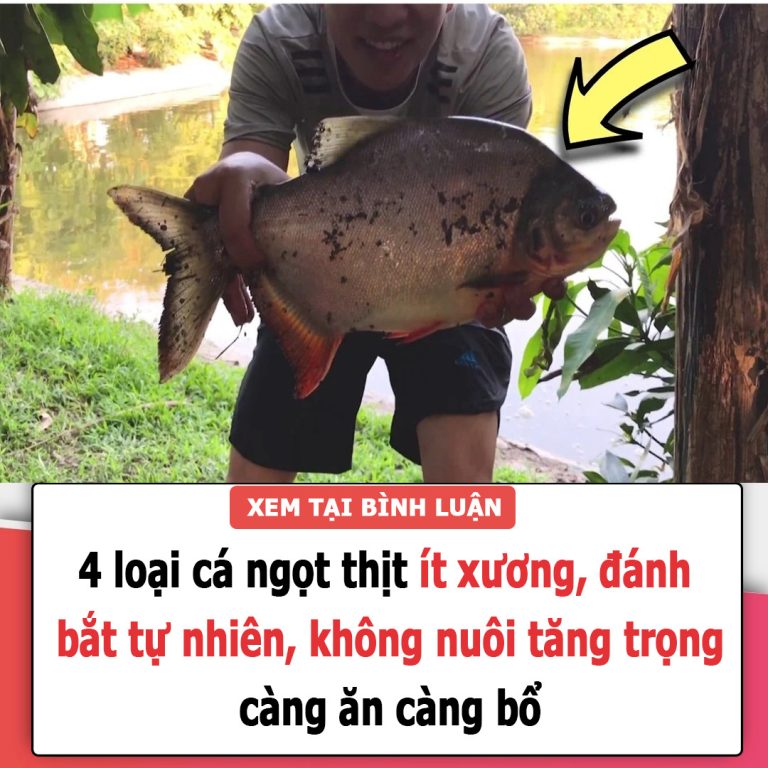 4 loại cá ngọt thịt ít xương, đánh bắt tự nhiên, không nuôi tăng trọng, càng ăn càng bổ