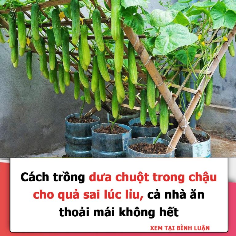 Cách trồng dưa chuột trong chậu cho quả sai lúc lỉu, cả nhà ăn thoải mái không hết