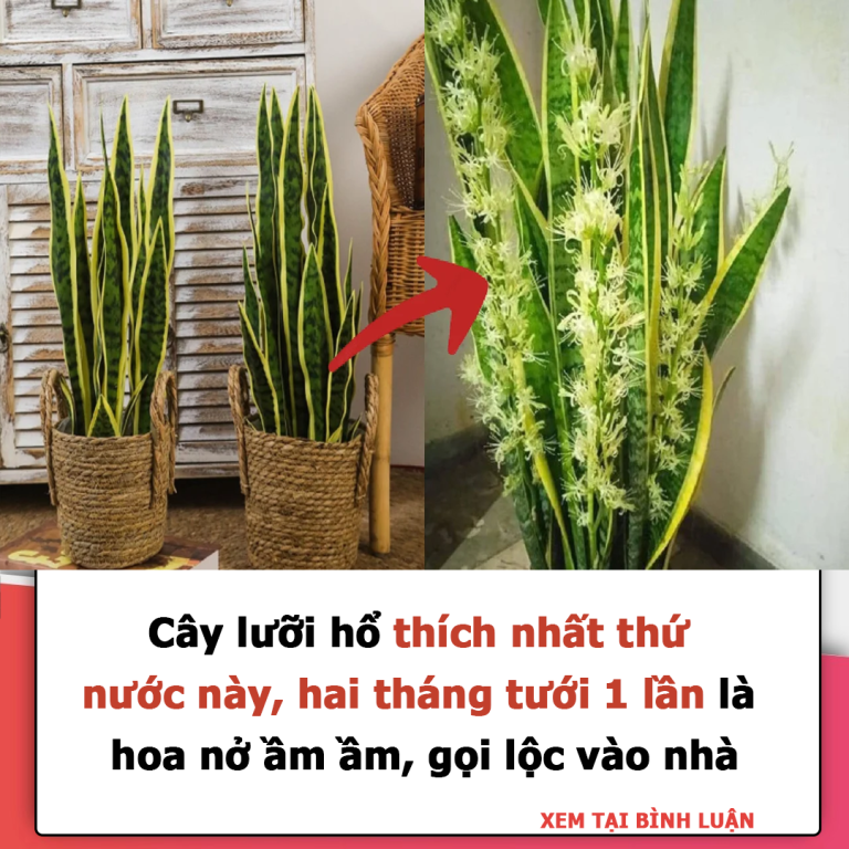 Cây lưỡi hổ thích nhất thứ nước này, hai tháng tưới 1 lần là hoa nở ầm ầm, gọi lộc vào nhà