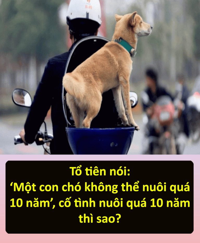 Tổ tiên nói: ‘Một con chó không thể nuôi quá 10 năm’, cố tình nuôi quá 10 năm thì sao?