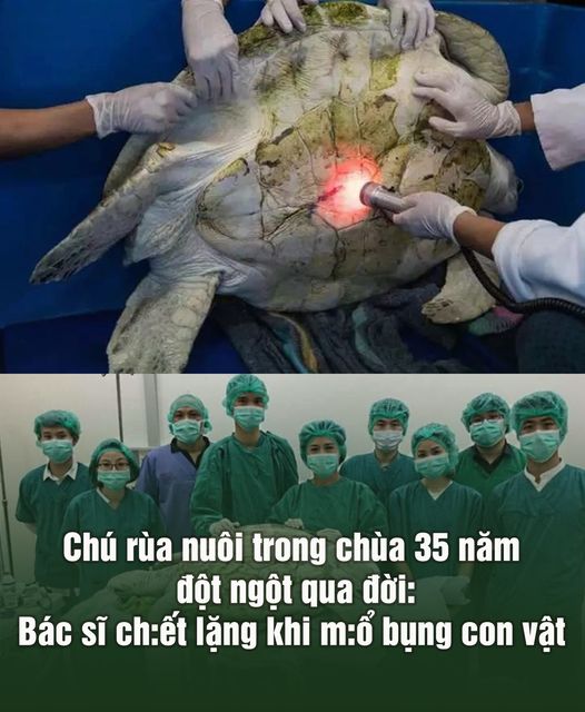 Chú rùa nuôi trong chùa 35 năm đ:ột ngột qua đời: Bác sĩ ch:ết lặng khi m:ổ bụng con vật