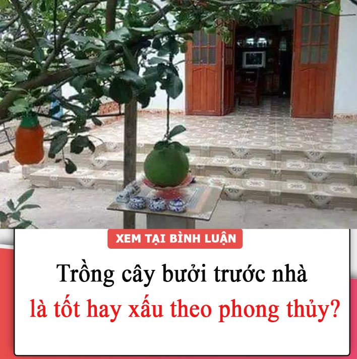 Trồng cây bưởi trước nhà là tốt hay xấu theo phong thủy?