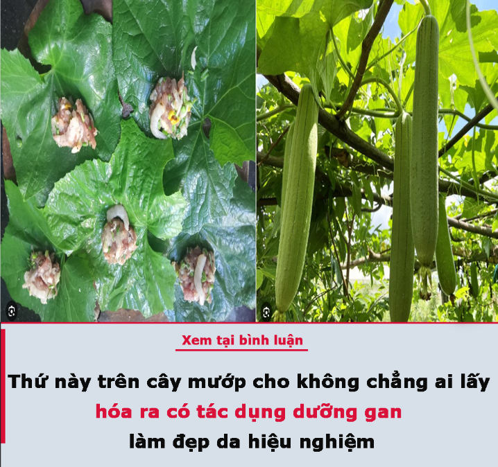 Thứ này trên cây mướp cho không chẳng ai lấy, hóa ra có tác dụng dưỡng gan, làm đẹp da hiệu nghiệm