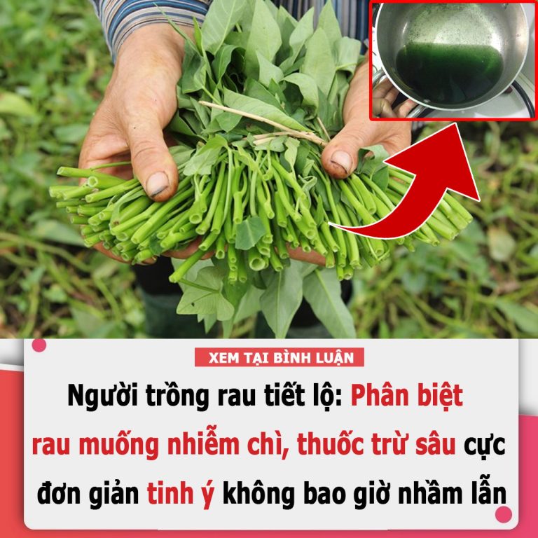 Người trồng rau tiết lộ: Phân biệt rau muống nhiễm chì, thuốc trừ sâu cực đơn giản, tinh ý không bao giờ nhầm lẫn