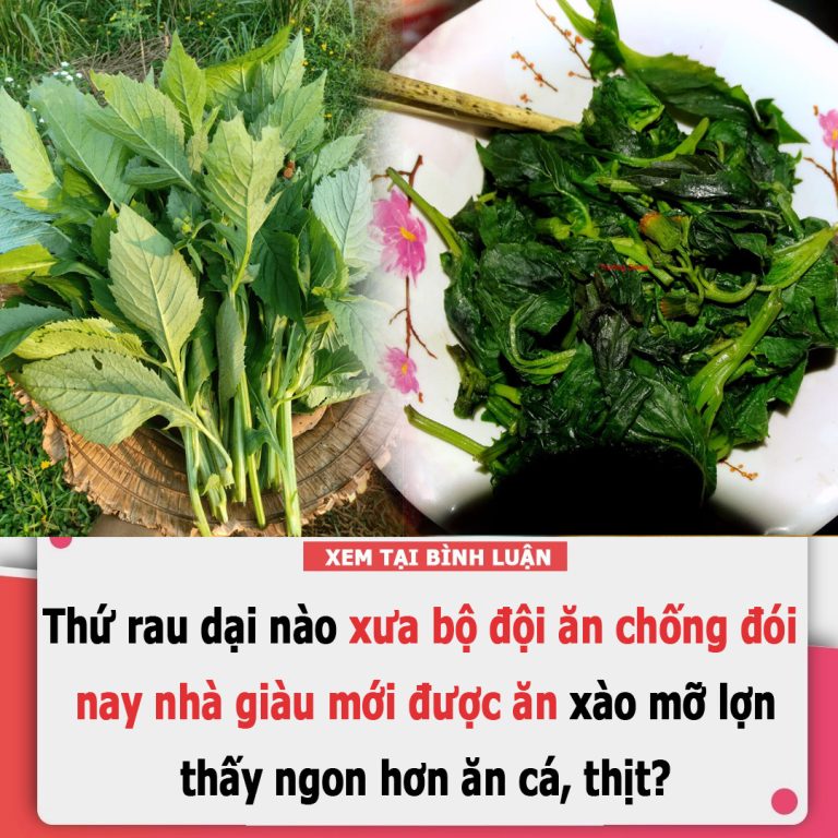 Thứ rau dại nào xưa bộ đội ăn chống đói nay nhà giàu mới được ăn xào mỡ lợn thấy ngon hơn ăn cá, thịt?