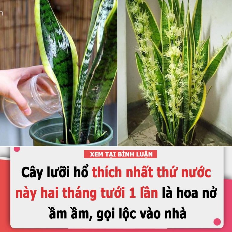 Cây lưỡi hổ thích nhất thứ nước này, hai tháng tưới 1 lần là hoa nở ầm ầm, gọi lộc vào nhà