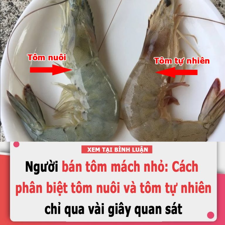 Người bán tôm mách nhỏ: Cách phân biệt tôm nuôi và tôm tự nhiên chỉ qua vài giây quan sát