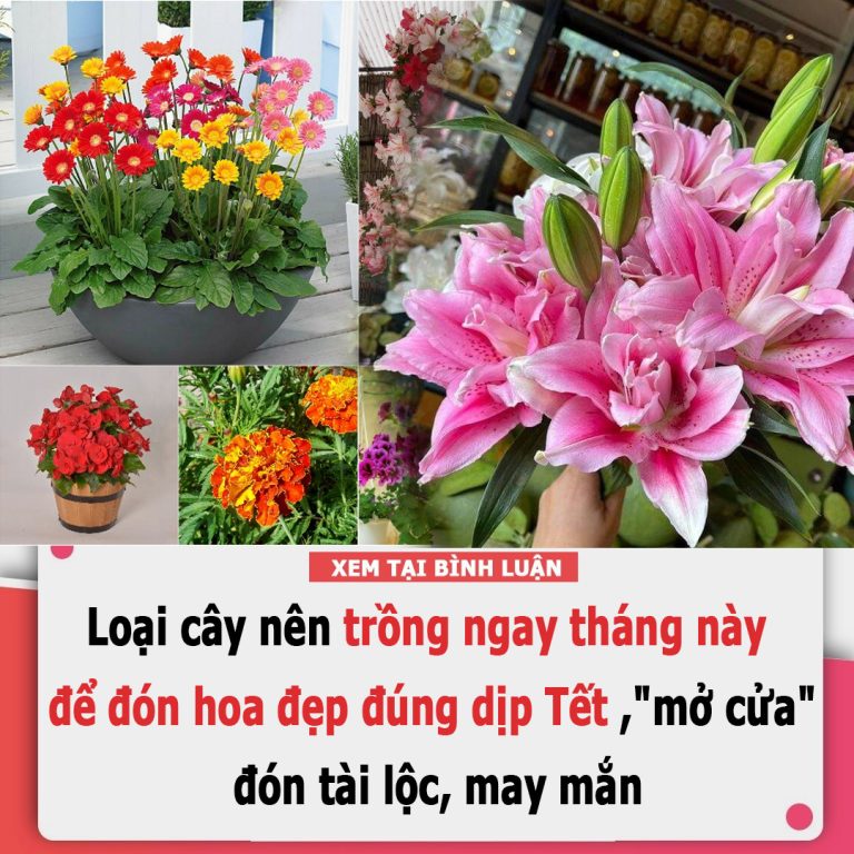 Loại cây nên trồng ngay tháng này để đón hoa đẹp đúng dịp Tết ,”mở cửa” đón tài lộc, may mắn