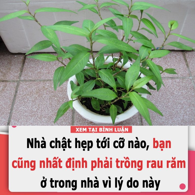 Nhất định phải trồng rau răm trong nhà, dù nhà chật hẹp cỡ nào sẽ có được công dụng thần kì này