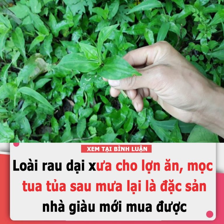 Loài rau dại xưa cho lợn ăn, mọc tua tủa sau mưa lại là đặc sản nhà giàu mới mua được