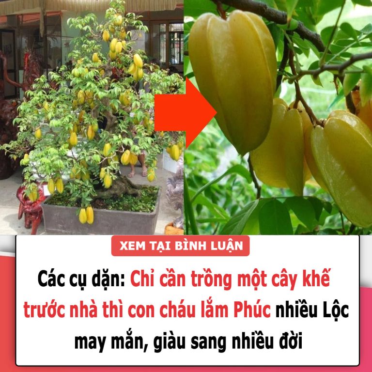 Các cụ dặn: Chỉ cần trồng một cây khế trước nhà thì con cháu lắm Phúc nhiều Lộc, may mắn, giàu sang nhiều đời