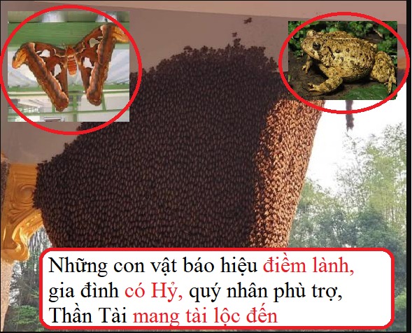 Kinh nghiệm người xưa: 4 con vật xuất hiện trong nhà mang tin vui, tài lộc đến, đuổi đi mất hết lộc