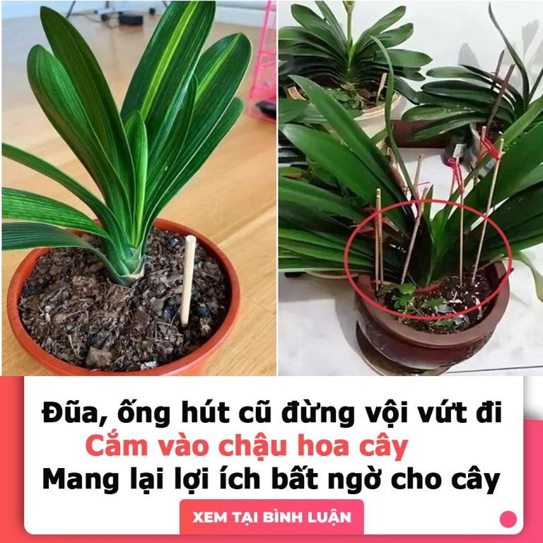 Đũa và ống hút cũ đừng vội vứt đi, cắm vào chậu hoa cây sẽ nhận nhiều lợi ích