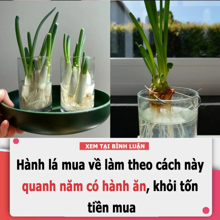 Hành lá mua về làm theo cách này quanh năm có hành ăn, khỏi tốn tiền mua