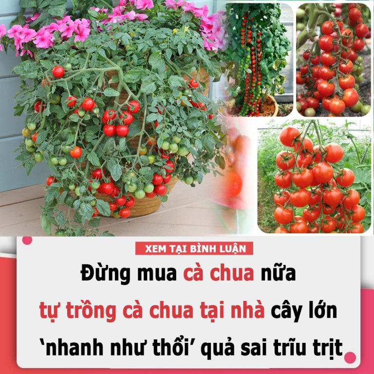 Tự trồng cà chua sạch tại nhà nhớ đặt 6 thứ này vào gốc để cây lớn ‘nhanh như thổi’, quả sai trĩu trịt