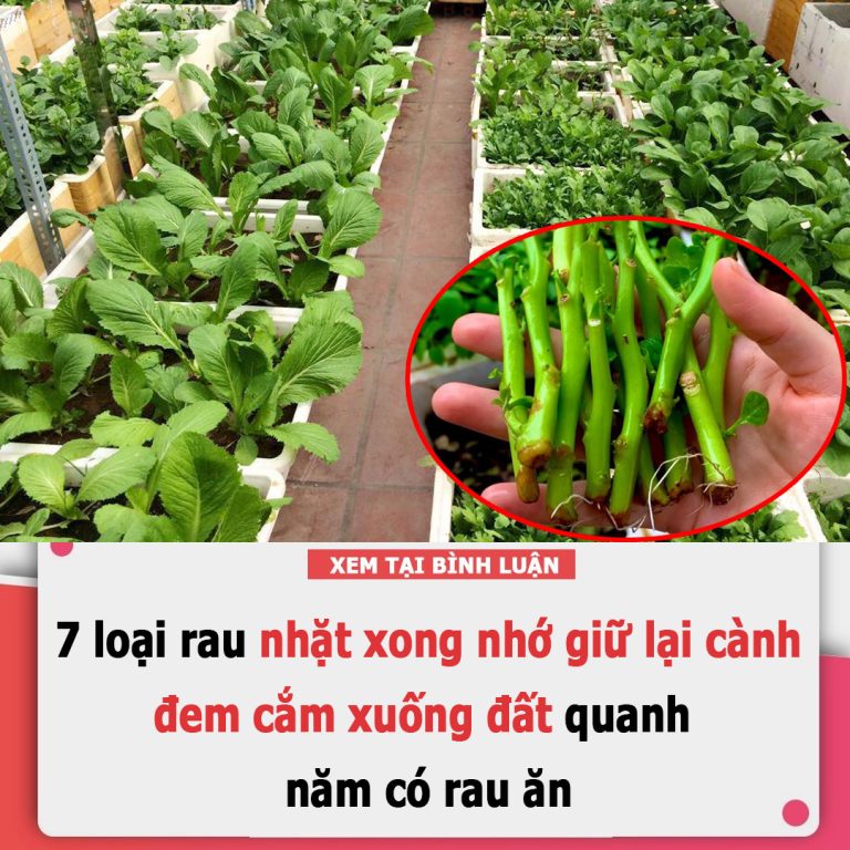 7 loại rau nhặt xong nhớ giữ lại cành, đem cắm xuống đất quanh năm có rau ăn