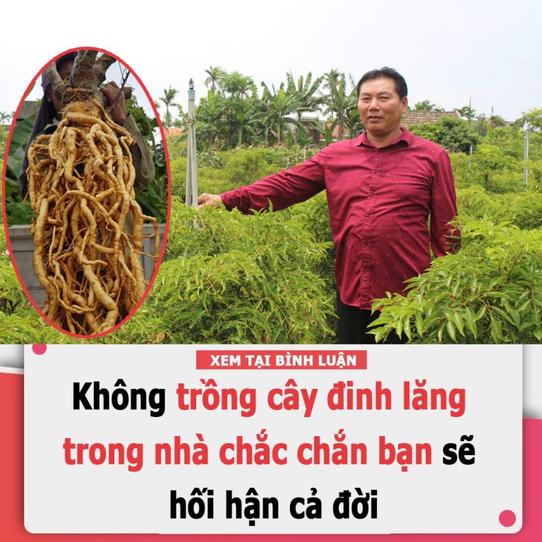 Không trồng cây đinh lăng trong nhà chắc chắn bạn sẽ hối hận cả đời