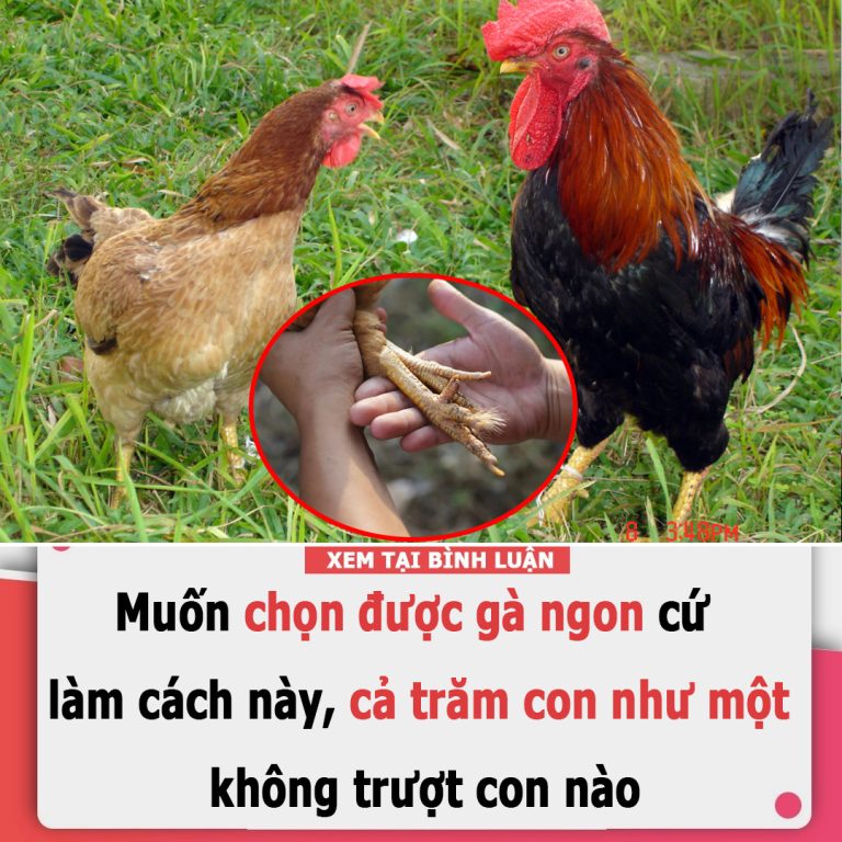 Muốn chọn được gà ngon cứ làm cách này, cả trăm con như một, không trượt con nào