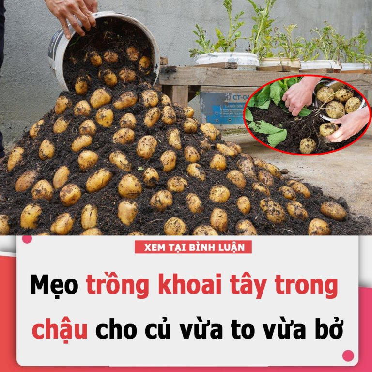 Mẹo trồng khoai tây trong chậu cho củ vừa to vừa bở