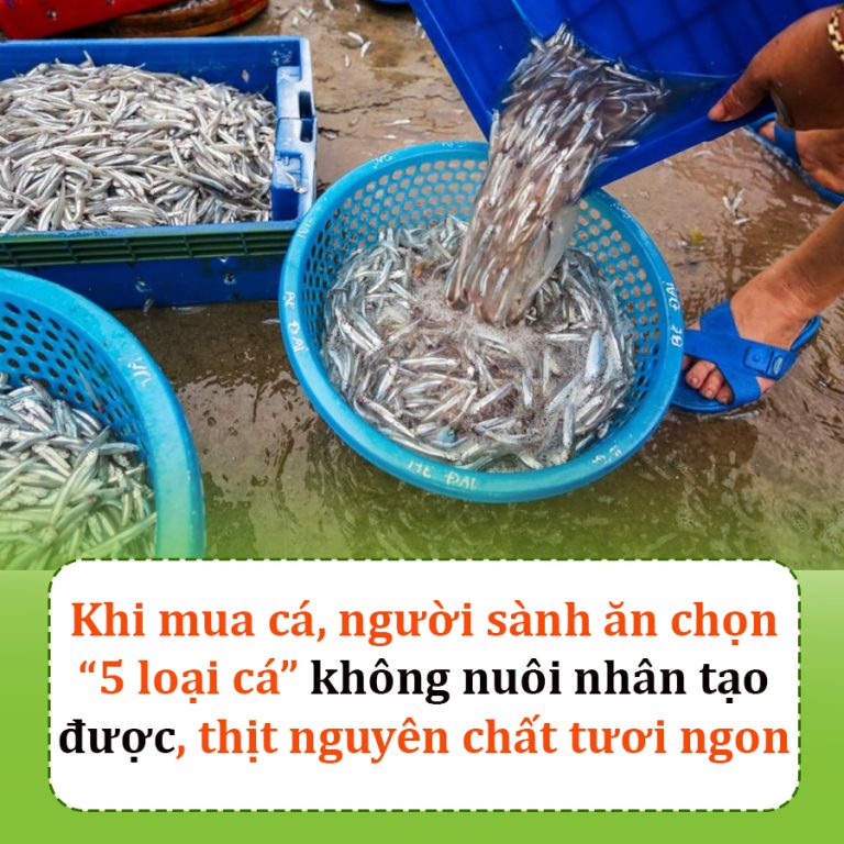 Khi mua cá, người sành ăn chọn “5 loại cá” không nuôi nhân tạo được, thịt nguyên chất tươi ngon