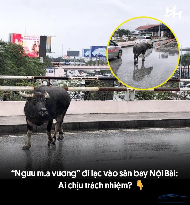 “Ngưu m.a vương” đi lạc vào sân bay Nội Bài: Ai chịu trách nhiệm?