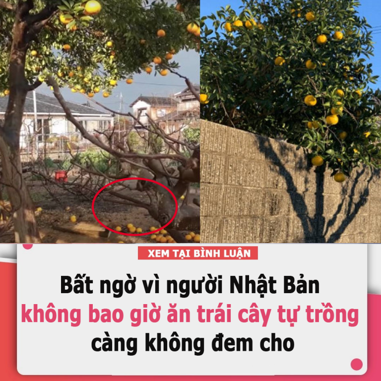 Bất ngờ vì người Nhật Bản không bao giờ ăn trái cây tự trồng, càng không đem cho