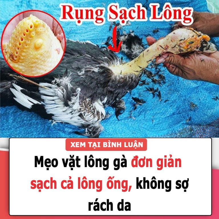 Mẹo vặt lông gà đơn giản, sạch cả lông ống, không sợ rách da