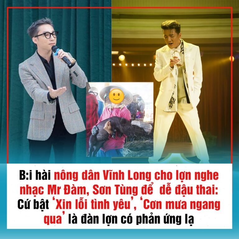 B:i hài nông dân Vĩnh Long cho lợn nghe nhạc Mr Đàm, Sơn Tùng để dễ đậu thai: Cứ bật ‘Xin lỗi tình yêu’, ‘Cơn mưa ngang qua’ là đàn lợn có phản ứng lạ