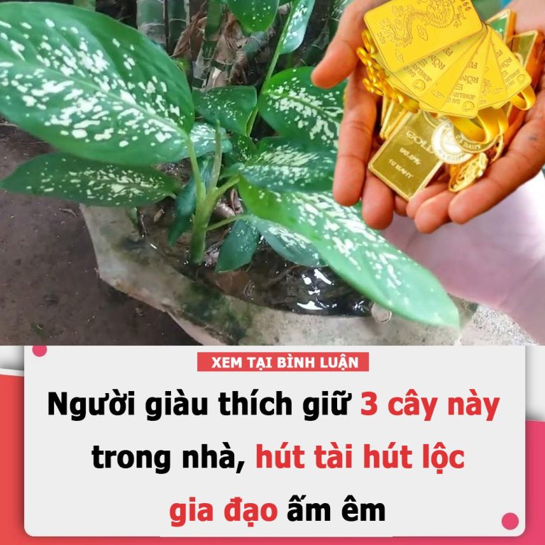 Người giàu thích giữ 3 cây này trong nhà, hút tài hút lộc, gia đạo ấm êm