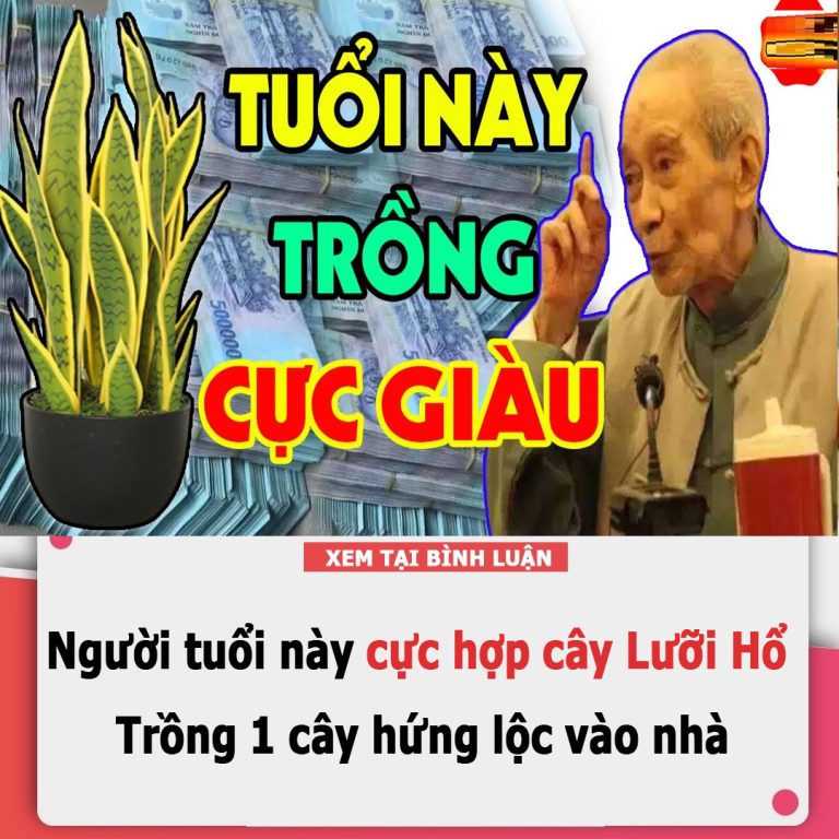 Người tuổi này cực hợp cây Lưỡi Hổ: Trồng 1 cây hứng lộc vào nhà, tiền bạc phủ phê