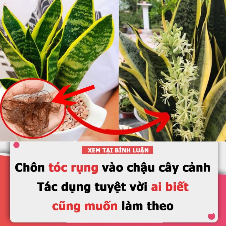 Chôn tóc rụng vào chậu cây cảnh: Tác dụng tuyệt vời ai biết cũng muốn làm theo