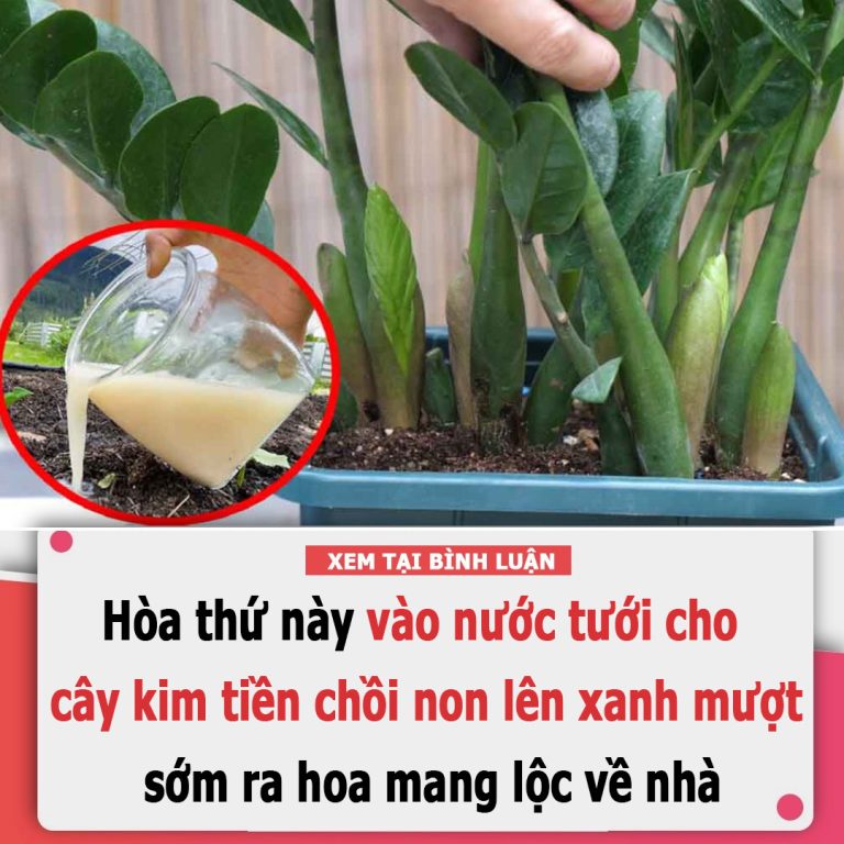 Hòa thứ này vào nước tưới cho cây kim tiền, chồi non lên xanh mượt, sớm ra hoa mang lộc về nhà