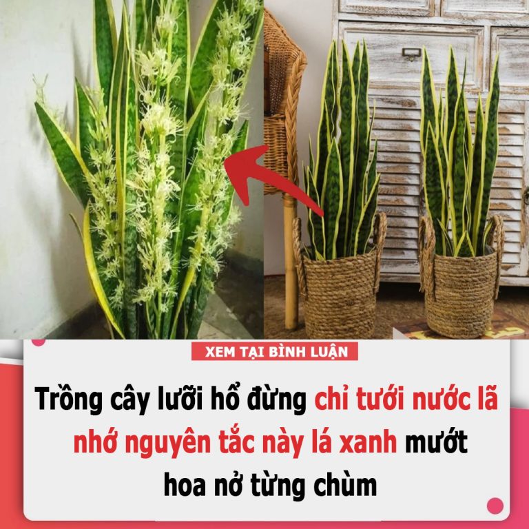 Trồng cây lưỡi hổ đừng chỉ tưới nước lã, nhớ nguyên tắc này lá xanh mướt, sớm ra hoa gọi lộc về nhà