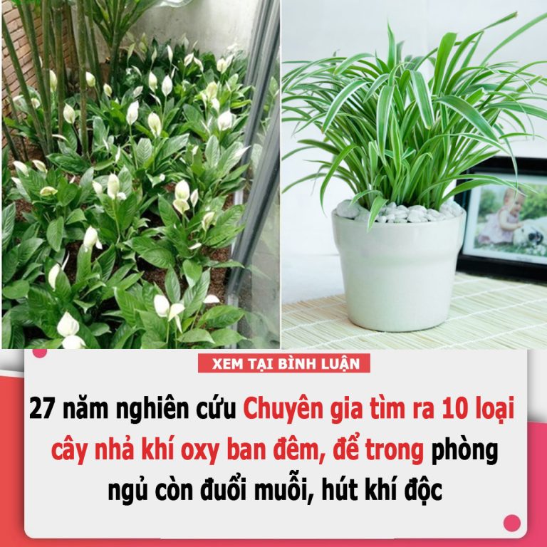 Mất 27 năm nghiên cứu tìm ra 10 loại cây nhả khí oxy ban đêm, để trong phòng ngủ còn đuổi muỗi, hút khí độc