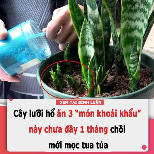 Cây lưỡi hổ có 3 món khoái khẩu, mỗi tháng cho ‘ăn’ một lần là cây lớn vù vù