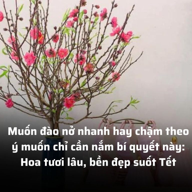 Muốn đào nở nhanh hay chậm theo ý muốn chỉ cần nắm bí quyết này: Hoa tươi lâu, bền đẹp suốt Tết