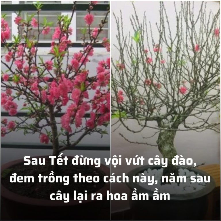 Sau Tết đừng vội vứt cây đào, đem trồng theo cách này, năm sau cây lại ra hoa ầm ầm