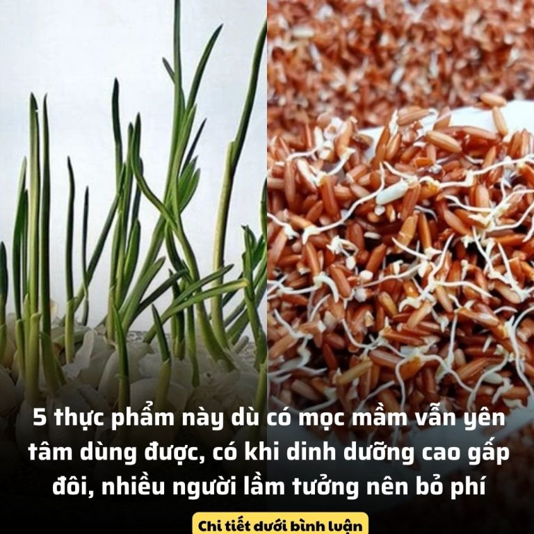 5 thực phẩm này dù có mọc mầm vẫn yên tâm dùng được, có khi dinh dưỡng cao gấp đôi, nhiều người lầm tưởng nên bỏ phí