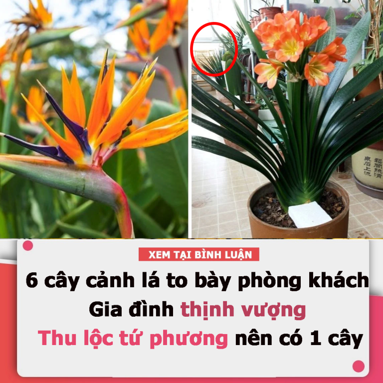 6 cây cảnh lá to bày phòng khách: Gia đình thịnh vượng, thu lộc tứ phương nên có 1 cây